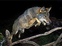 Lobo ib�rico. Foto: Jos� Luis Rodr�guez