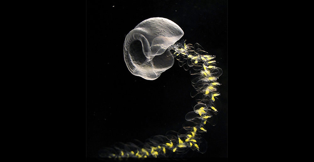 Colonia de sifonóforos, Francia.