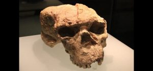 Cráneo Yunxian-2. Foto: Revista Science