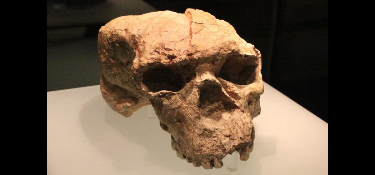 Cráneo Yunxian-2. Foto: Revista Science