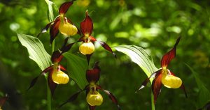 Orquídea Cypripedium calceolus. Foto: Domen & Sara / wild-slovenia.com