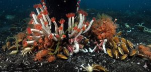 Gusanos tubícolas, poliquetos, cangrejo y mejillones hallados en Fava Flow Suburbs. Imagen: IA / insumo: Schmidt Ocean / prompt: Danny Ayala Hinojosa