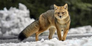 Zorro Culpeo (Lycalopex culpaeus). Foto: Luciano Massa / inaturalist.org