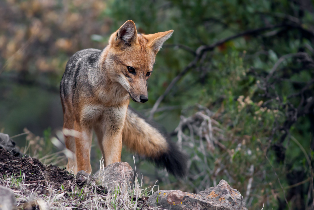 Lycalopex culpaeus. Foto: Ariel Cabrera Foix / iNaturalist.org