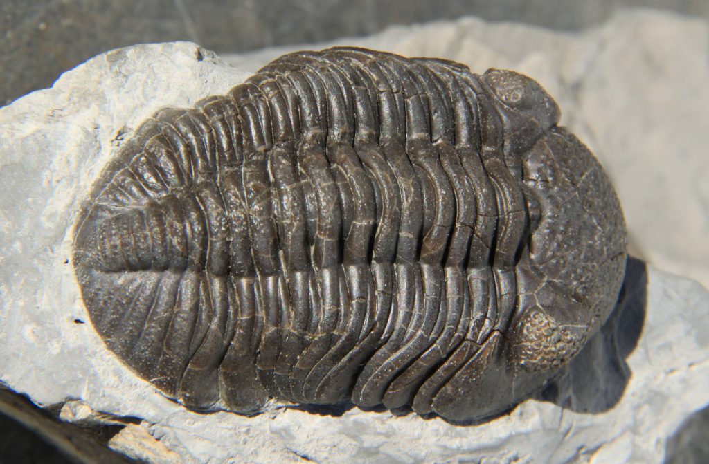 Trilobite Phacops rana crassituberculata. Foto: Wikipedia