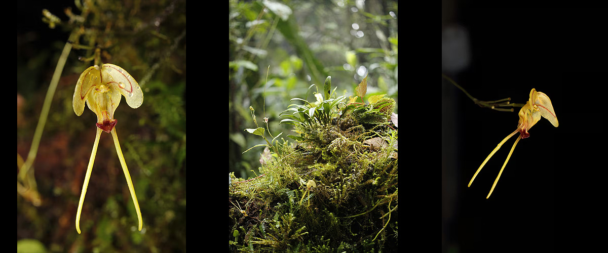 Orquídea Porroglossum hildeae. Fotos: Instituto Nacional de Biodiversidad