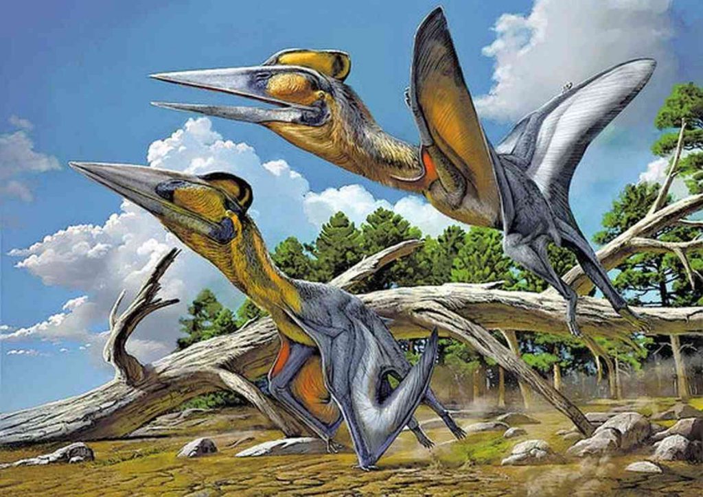 Pterosaurio fósil hallado en Japón. Imagen: Japan News.