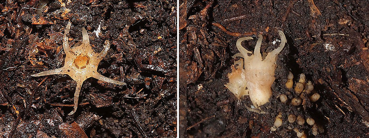 Relictithismia kimotsukiensis flor en la izquiera, flor y raíces en la erecha. Fotos: Kenji Suetsugu et al.
