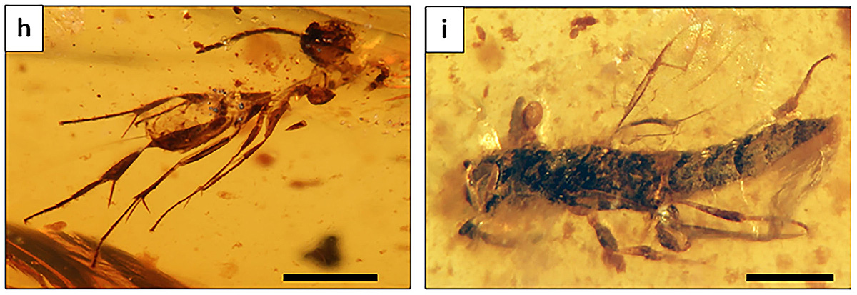 Stigmaphronidae: Scelionidae y Scelionidae atrapados en ámbar. Fotos: Xavier Delclòs et al.