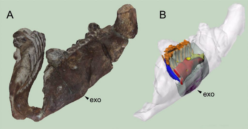 Estructuras internas que muestran la patología (rojo: canal neurovascular primario, amarillo: vías neurovasculares secundarias, naranja: dientes funcionales, azul: dientes de reemplazo, azul claro: hueso dentario segmentado, púrpura: áreas de densidad lítica). Imagen: Mihai D. Dumbravă et al.