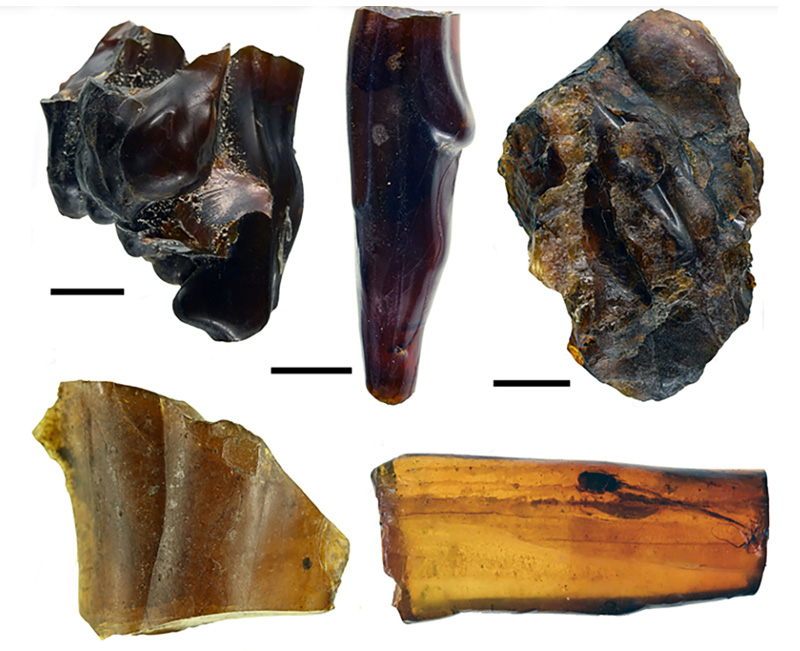 Fragmentos de ámbar hallados en Napo, Ecuador. Foto: Xavier Delclòs et al.