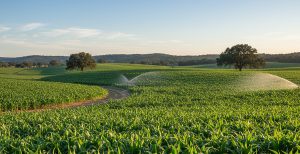 Cultivos de maíz. Imagen: Danny Ayala Hinojosa