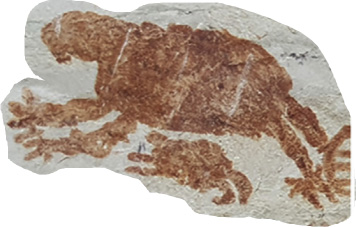 Figura A. Crédito: G. Morcote-Ríos, et al (2019)