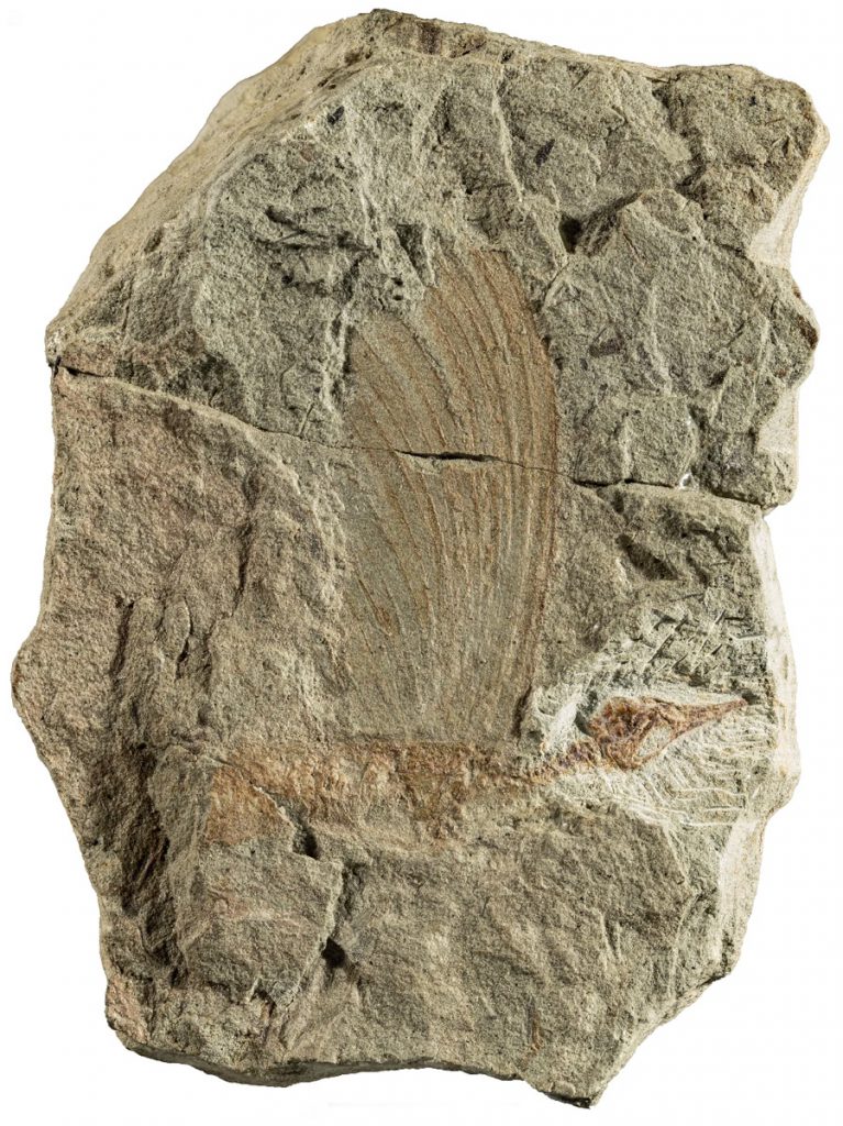 Hallazgo fósil de Mirasaura grauvogeli. Foto: Spiekman et al.,