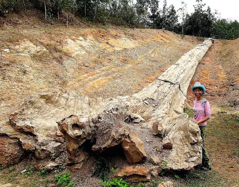 Fósil de arbol en Tailandia, el más grande conocido con 72 metros de largo.  Bantak Petrified Forest Park