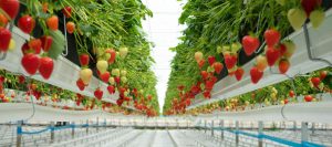 Granja automática de fresas. Foto: Dyson