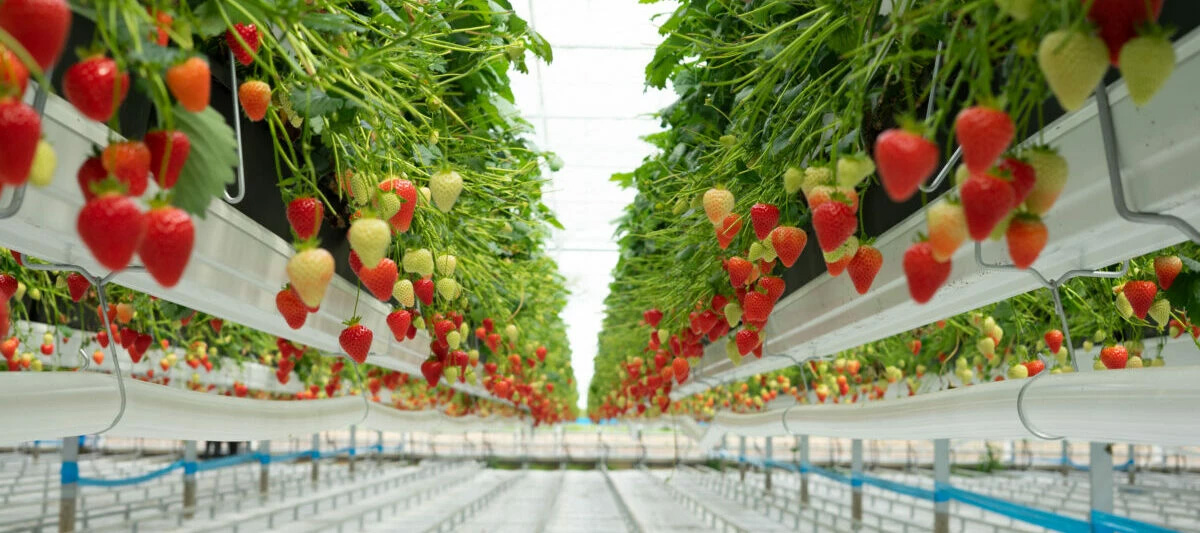 Granja automática de fresas. Foto: Dyson