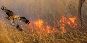 Halcón esparciendo fuego. Foto: Wildlife.org / mejorada con IA