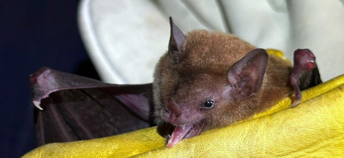 Murciélago mula de León‑Paniagua. Foto: Kahori Ramírez