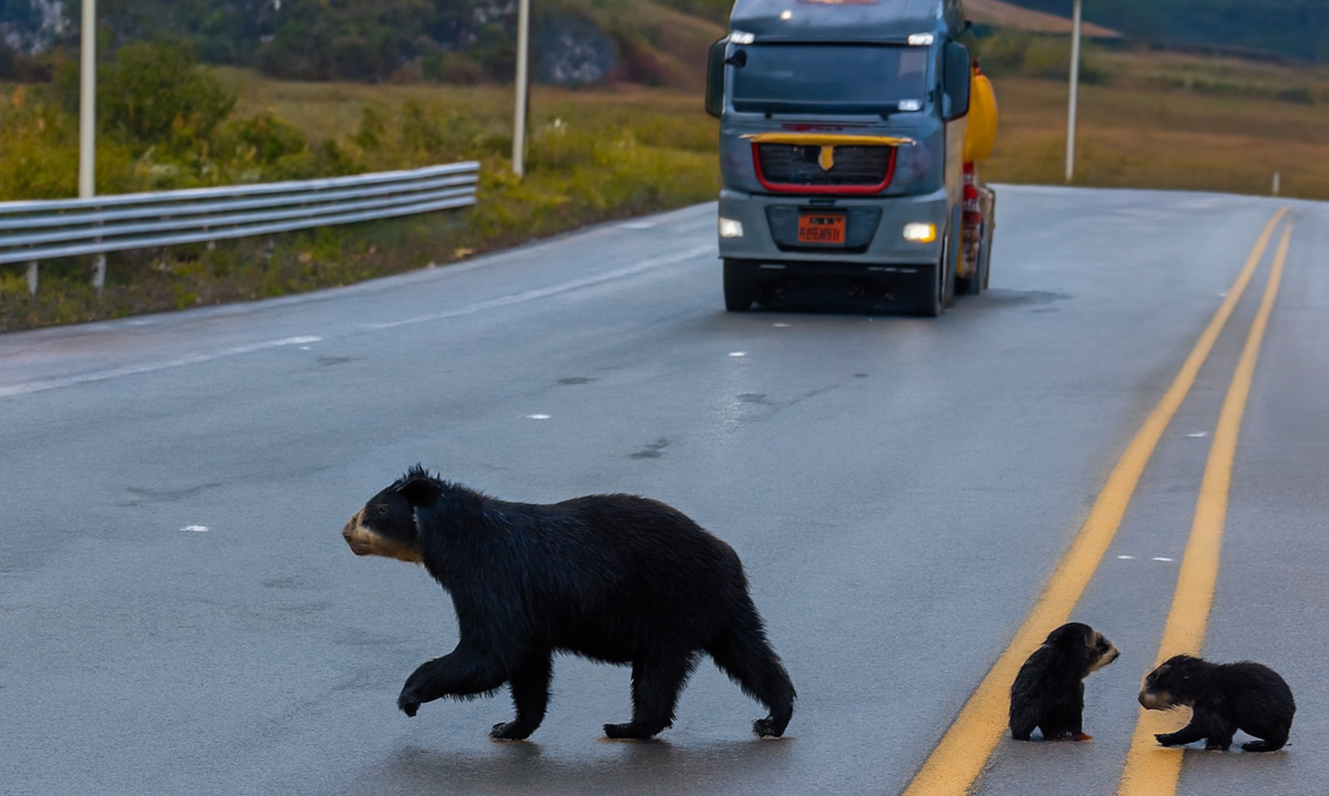 Osos de anteojos cruzan carretera Quito-Baeza. Foto: Tiktok Zaracay TV