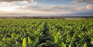 Plantaciones de banano Ecuador