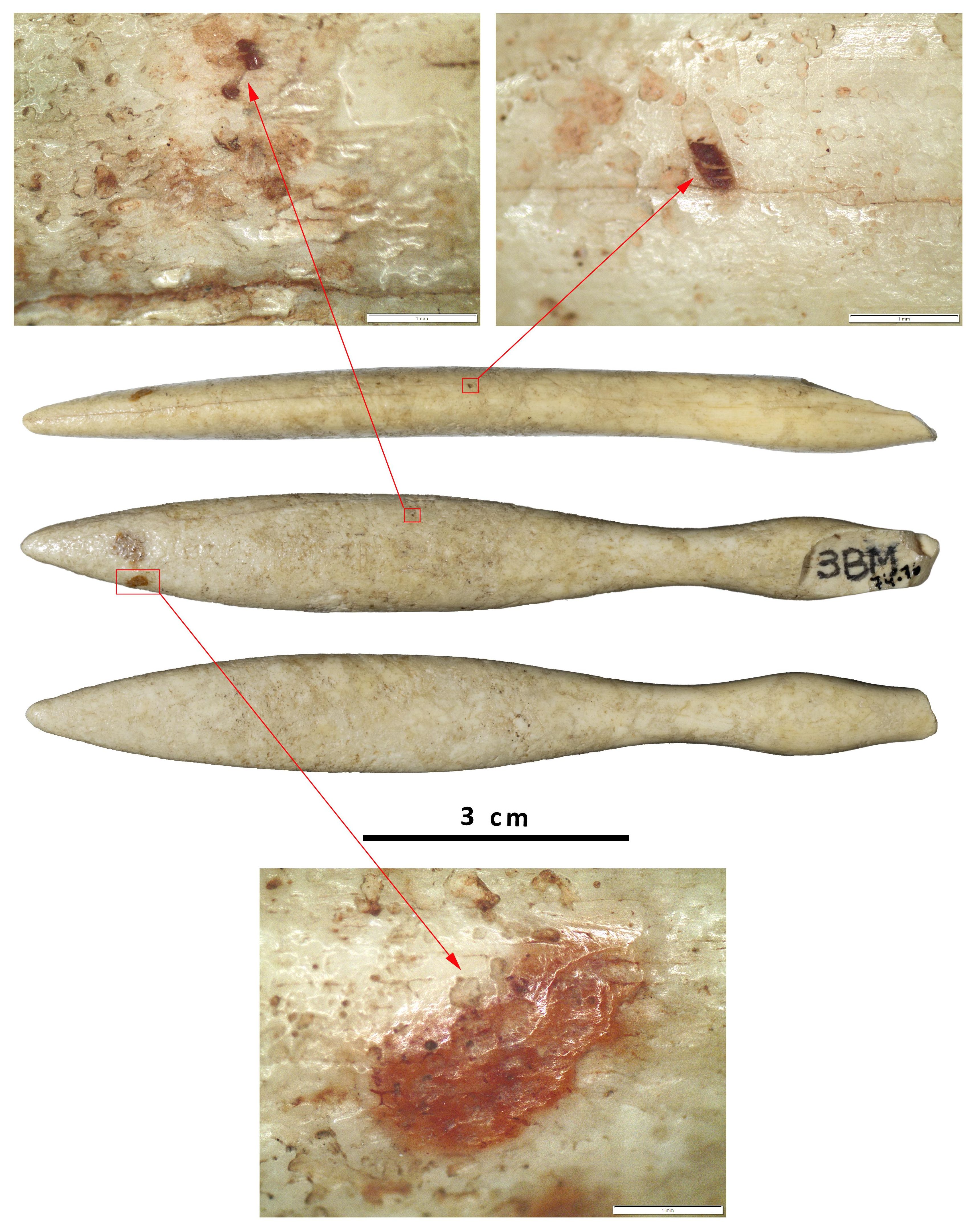 Objeto de marfil de hipopótamo identificado. Imagen: UB