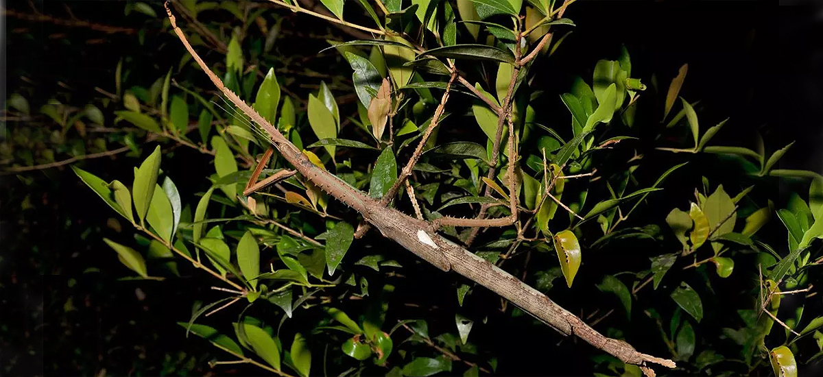 Nueva especie de insecto palo gigante (Acrophylla alta). Foto: Universidad James Cook