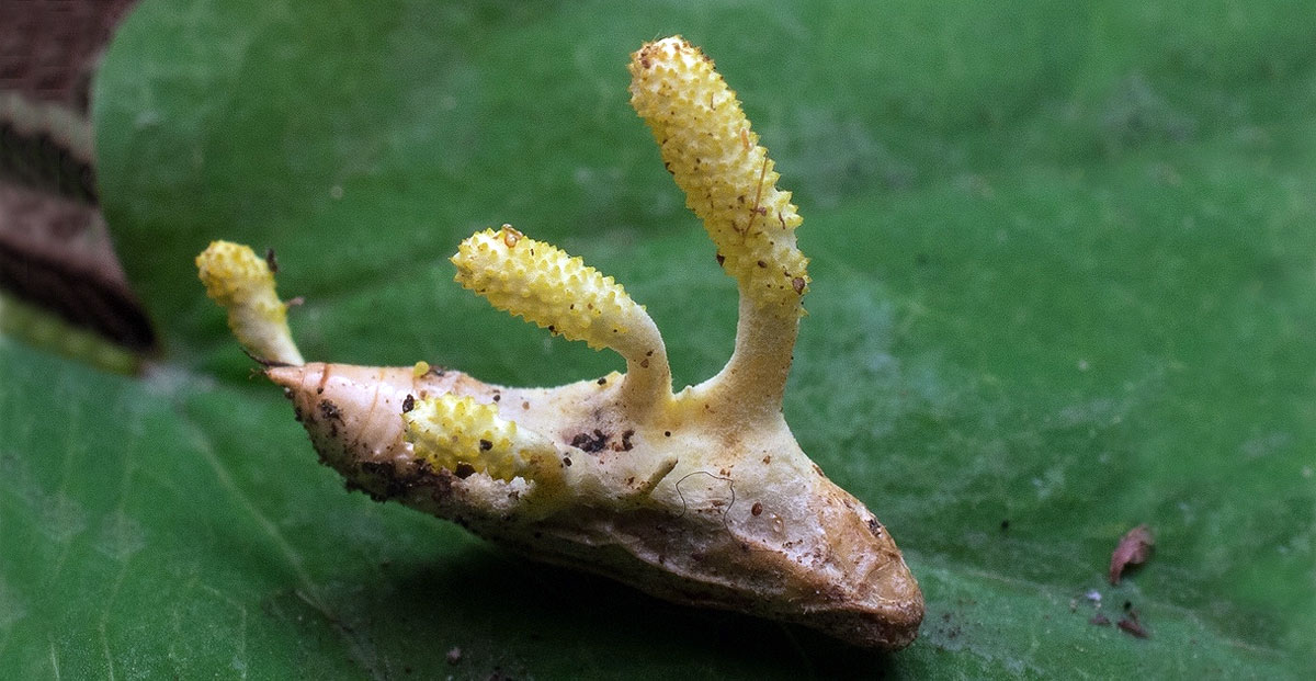 Cordyceps bifusispora (Foto referncial). Foto: iNaturalist.