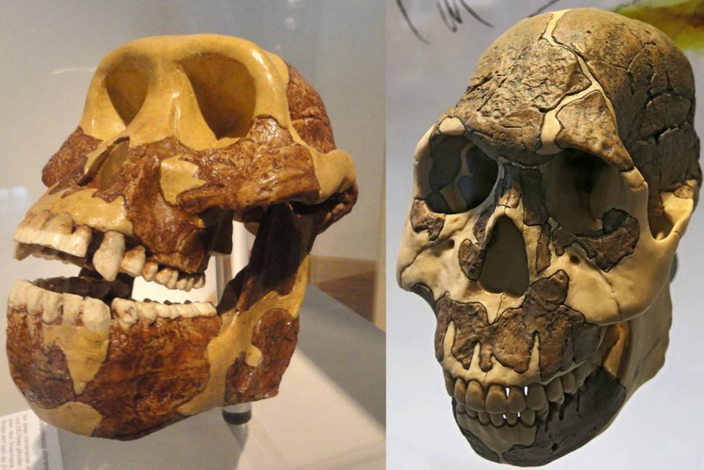 Los dientes de los homininos, especialmente las muelas, se hicieron más pequeños y más largos a lo largo de milenios para adaptarse a una dieta de plantas.  Universidad de Dartmouth / Don Hitchcock, Fernando Losada Rodríguez.