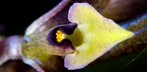 Epidendrum juaicaense. Foto: Forest of orchids