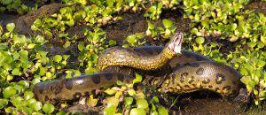 Anacona vere (Eunectes Akayima) Foto: Fernando Flores