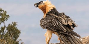 Quebrantahuesos, Gypaetus barbatus. Foto: Pilar Oliva-Vidal