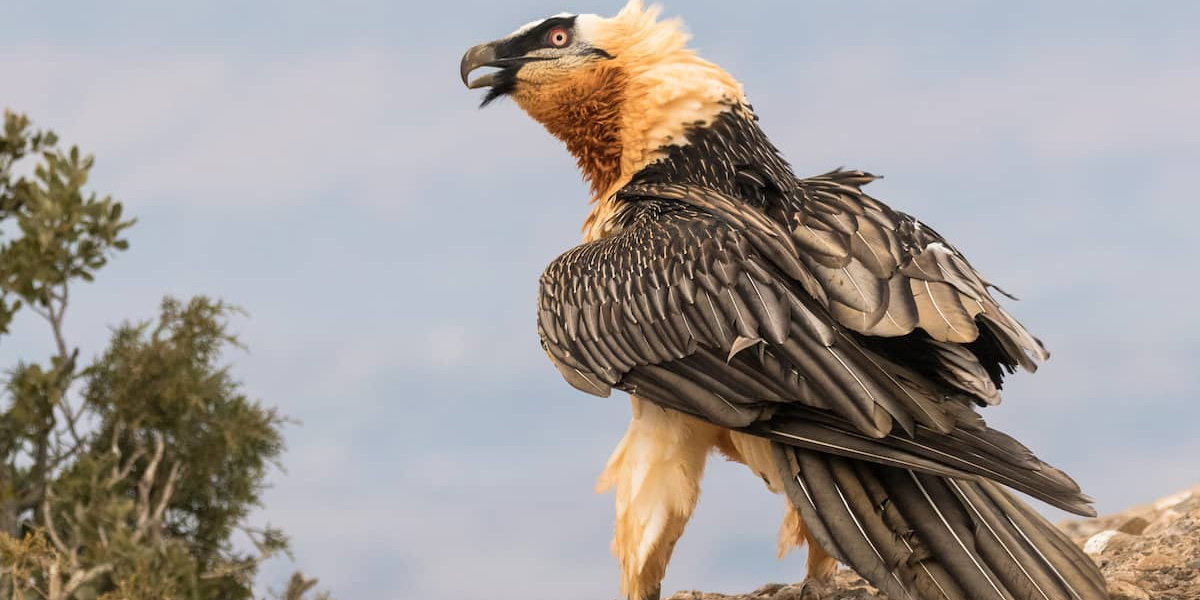 Quebrantahuesos, Gypaetus barbatus. Foto: Pilar Oliva-Vidal