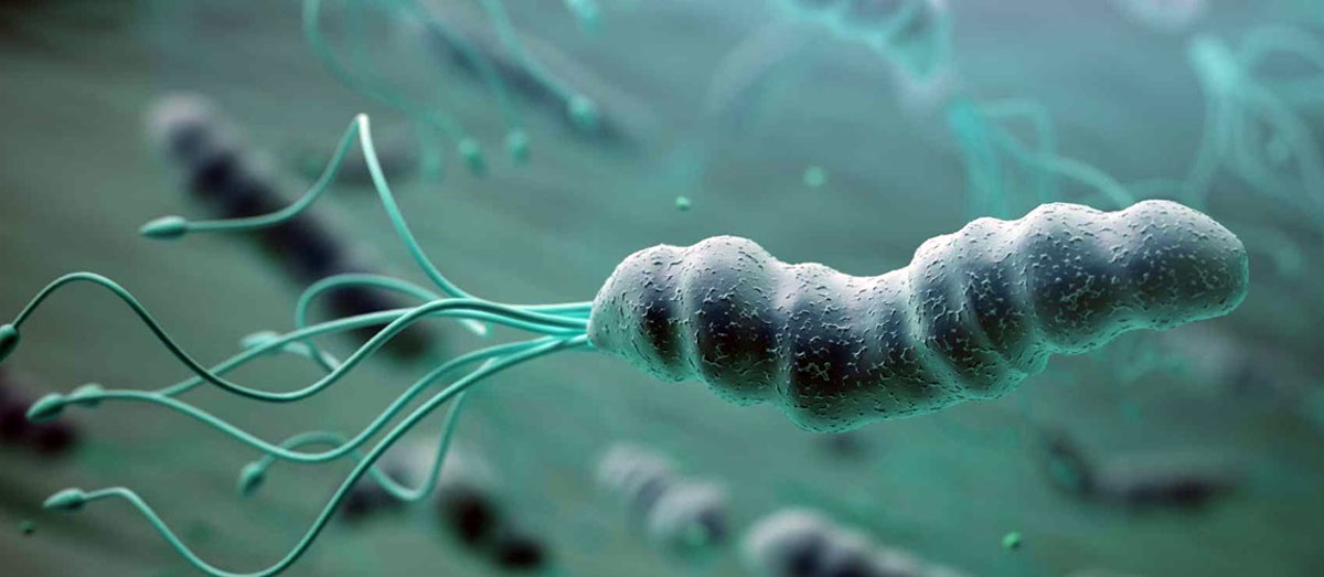 Helicobacter Pylori. Imagen: Hopkins Medicine