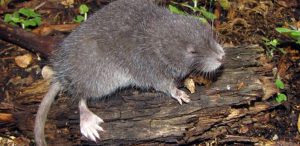 Incanomys mayopuma, un roedor semiacuático Foto: Alexánder Pari.