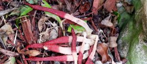 Mutinus bambusinus. Foto: James Tall