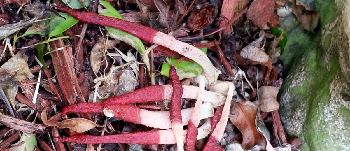 Mutinus bambusinus. Foto: James Tall