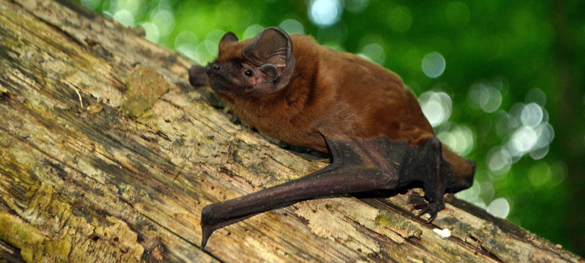 Nóctulo Mayor (Nyctalus lasiopterus) Foto: Alexander Yuzefovich