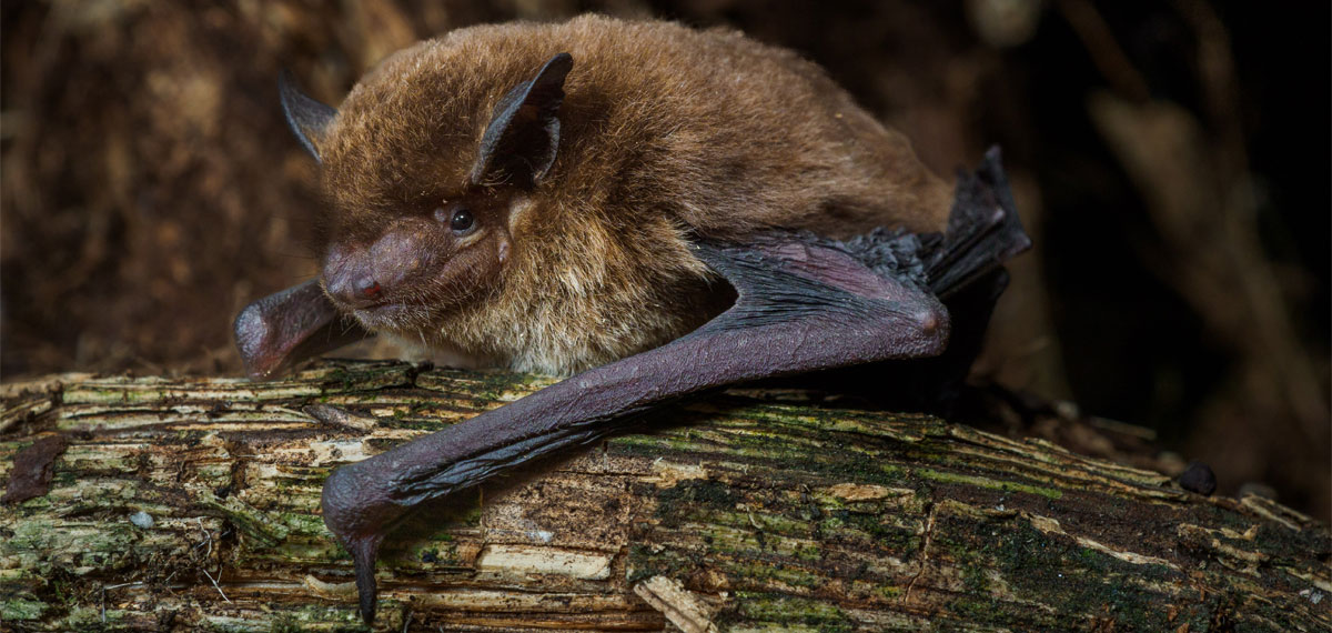 Murciélago Pipistrellus etula. Foto: Laura Torrent