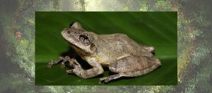 Rana Scinax garciadavilae