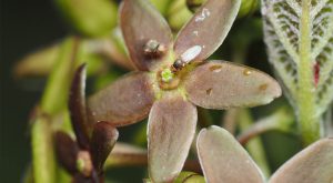 Vincetoxicum nakaianum. Foto: Current Biology