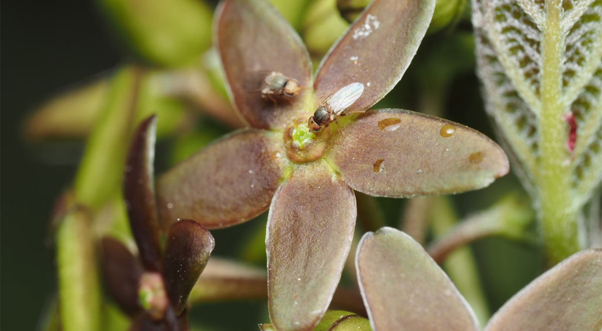 Vincetoxicum nakaianum. Foto: Current Biology