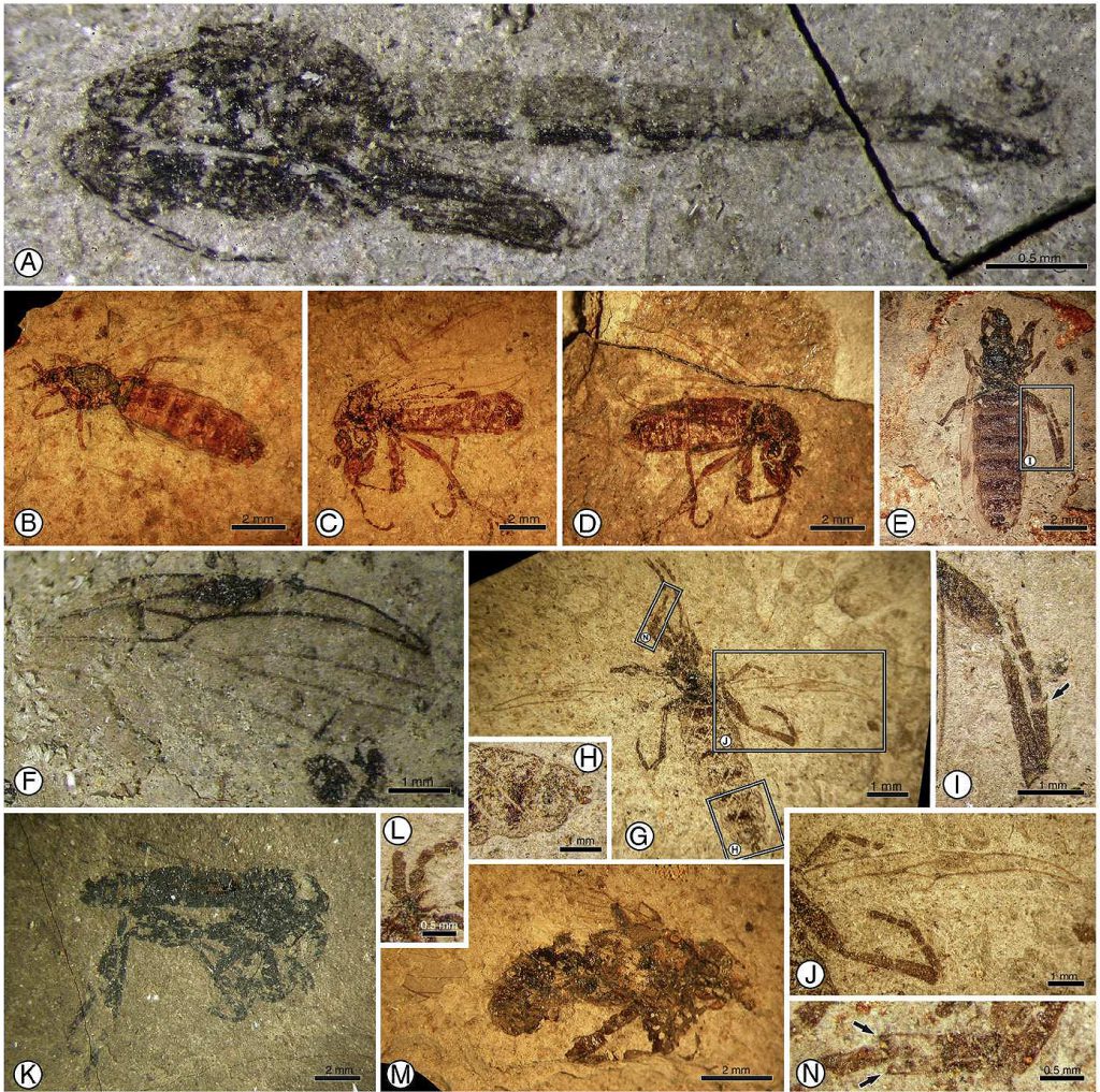 Dípteros del Tortoniense medio a tardío, Mioceno, en localidades de Hrútagil y Stafholt, Islandia. (A) Dípteros: Chironomidae, pupa de un miembro de Orthocladiinae, IMNH 9180. (B–E) Dípteros: Bibionidae: Bibio sp., hábito femenino, IMNH 9217, 9228, 74, 9136; ampliado en (I); flecha que indica la posición del espolón tibial. (F) Dípteros: Bibionidae: Bibio sp., detalle de la venación alar, IMNH 9232. (G) Dípteros: Bibionidae: Dilophus sp., IMNH 9156; ampliado en (H), (J) genitalia femenina, (N) venación alar; flechas que indican el anillo de espinas apicales en la tibia. (K) Diptera: Bibionidae, ejemplar macho, IMNH 9298. (L) Diptera: Bibionidae, detalle de antena, IMNH 9151. (M) Diptera: Brachycera, IMNH 9146.