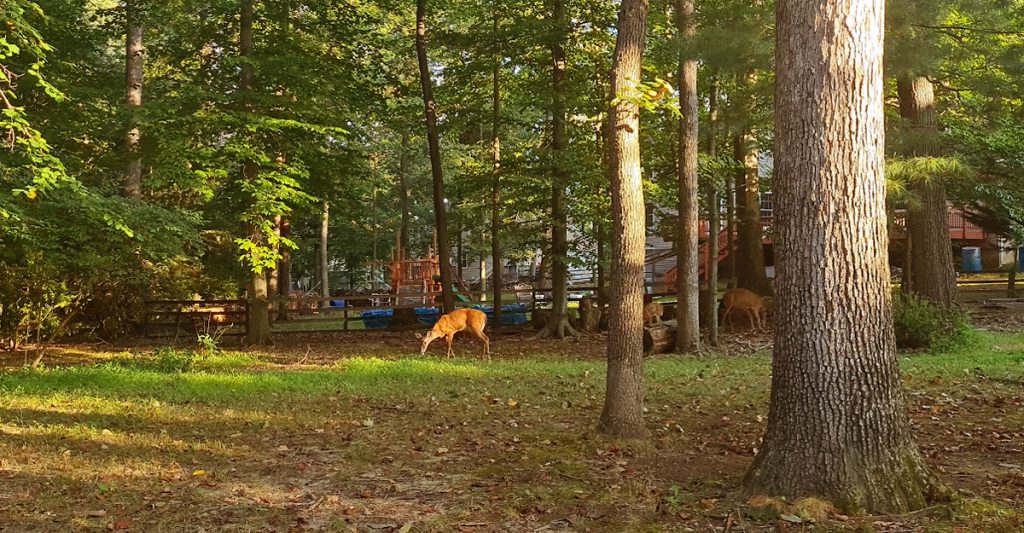 Bosque en los suburbios de Maryland. Foto: Danny Ayala Hinojosa