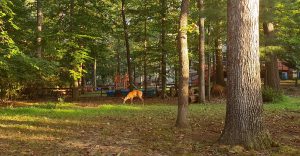 Bosque en los suburbios de Maryland. Foto: Danny Ayala Hinojosa