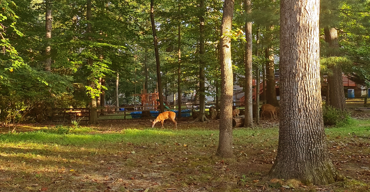 Bosque en los suburbios de Maryland. Foto: Danny Ayala Hinojosa