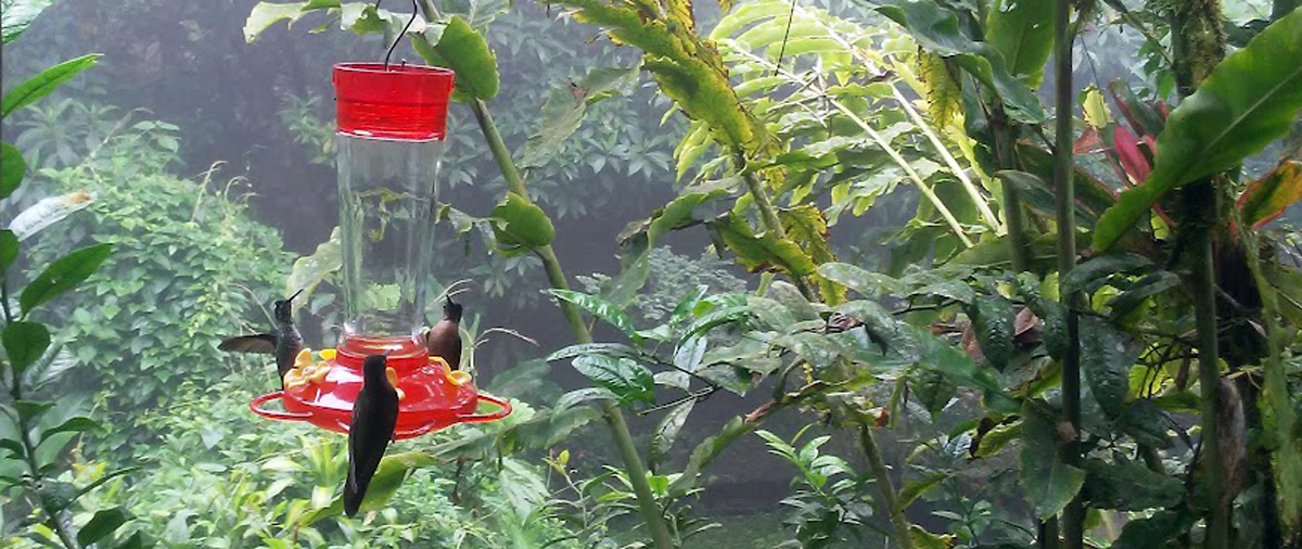 Colibríes en reserva Pachijal. Foto: Danny Ayala Hinojosa