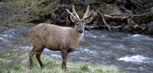 huemul (hippocamelus bisulcus)