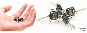 Insecto robot. Imagen: MIT