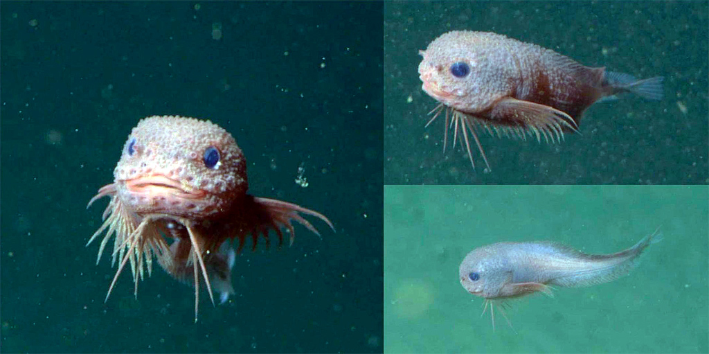 Careproctus colliculi, en Bahía de Monterey, California, USA. Imágenes: MBARI.